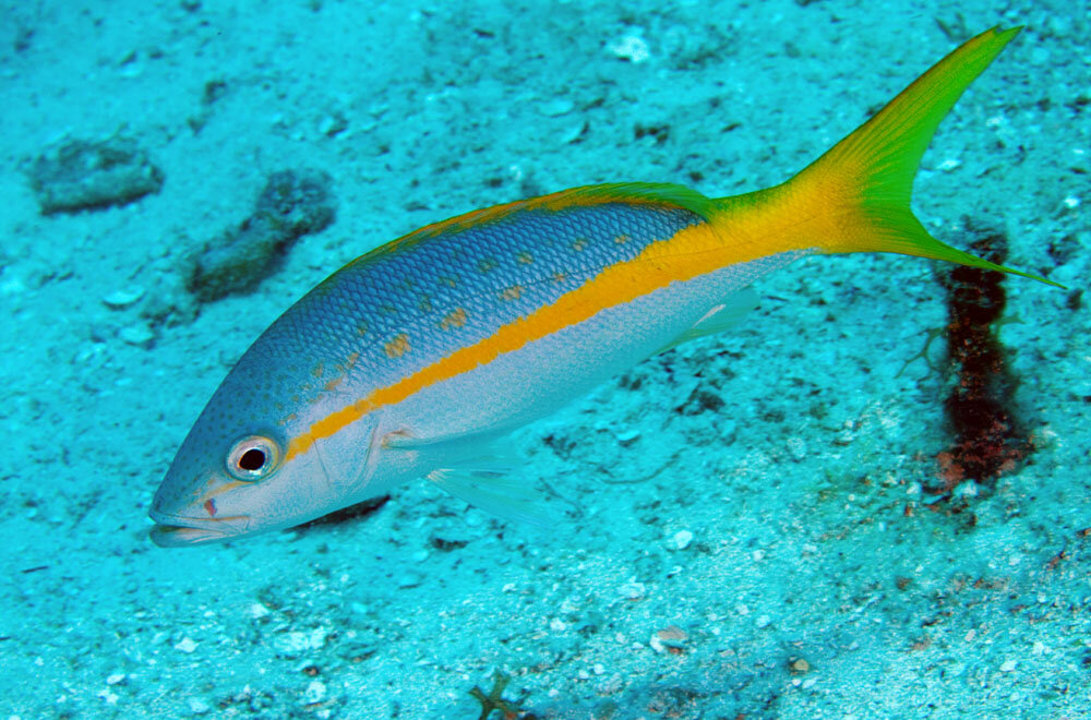 Источник: yandex.ru 