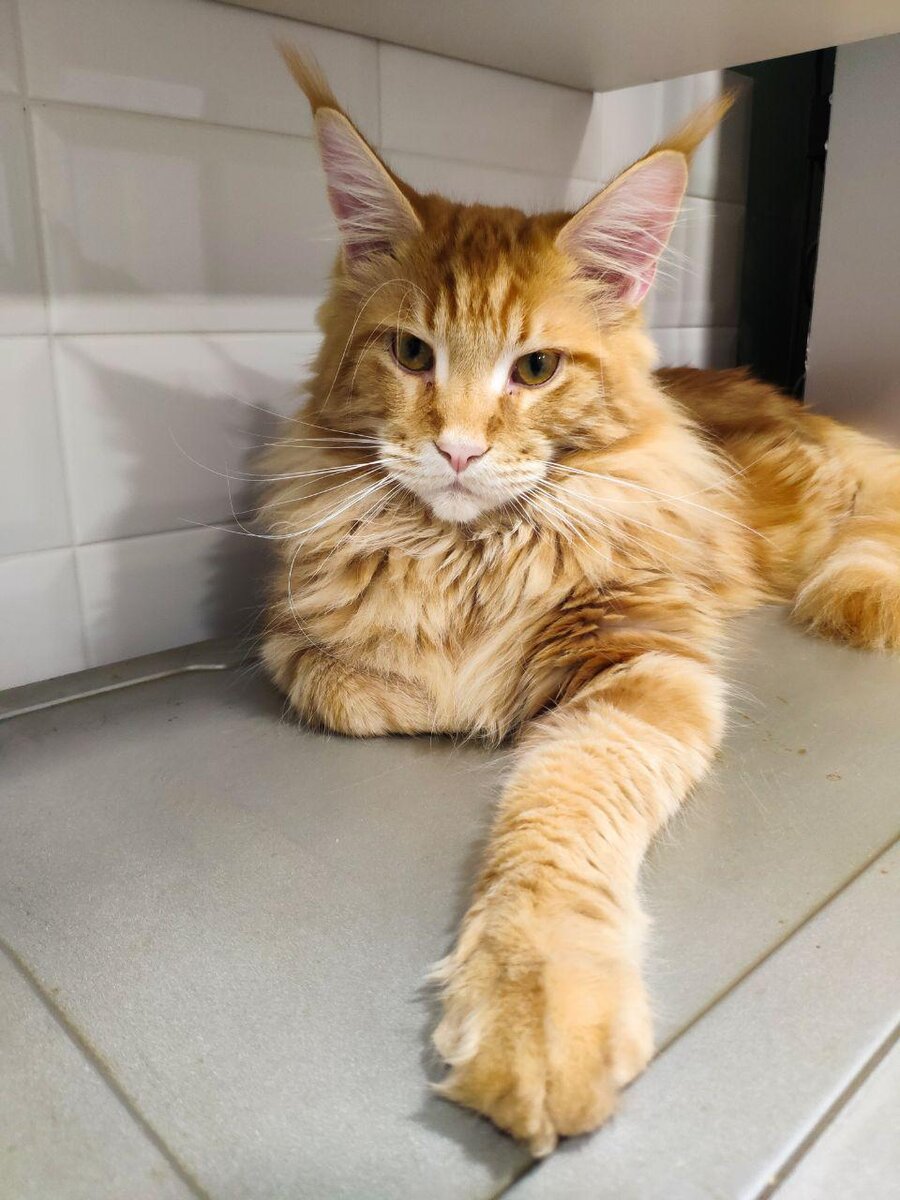 Бастик, знакомьтесь. Второе имя НЕЛЬЗЯ.  