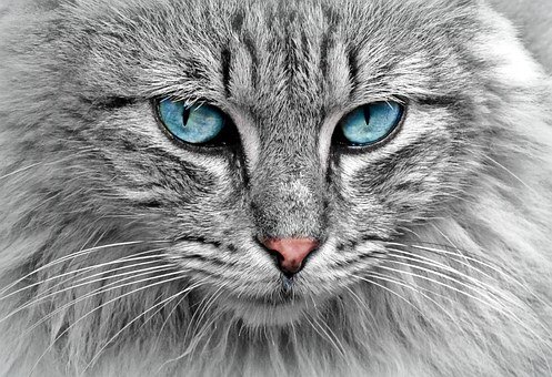 pixabay.com