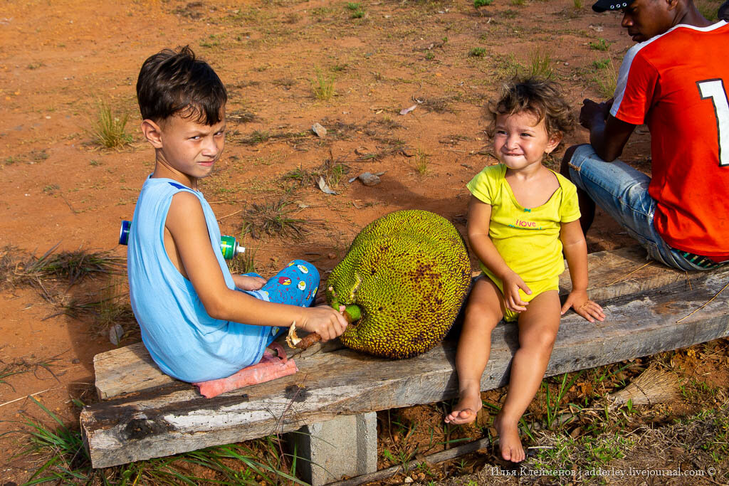2. Тут есть устойчивое мнение, что мелким ампалибэ есть нельзя.

