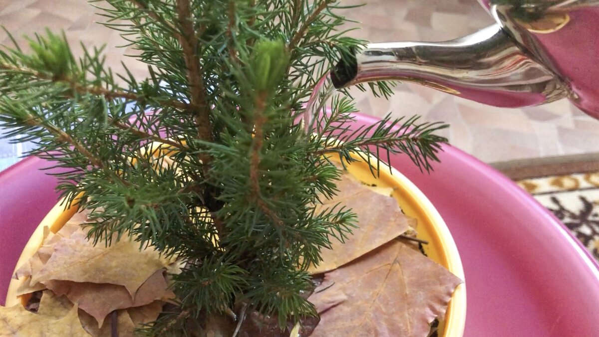 Полив елочки зимой // Picea glauca Conica // Пицея глаука Коника //  Домашняя елочка | Счастливая Улитка | Дзен