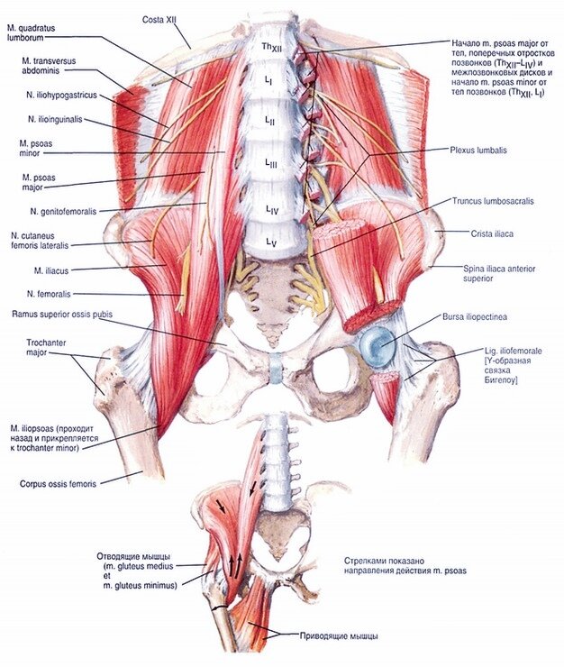 Мышцы и нервы поясничной области. Фото из интернета. 