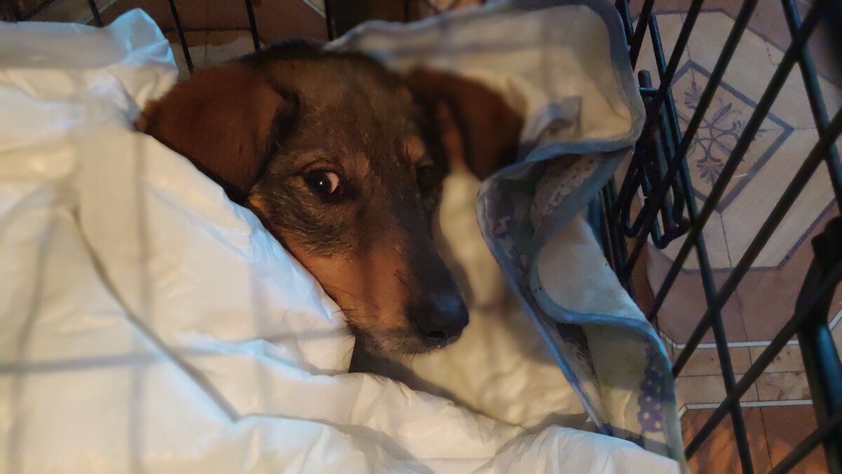 Малинка стала следить за нашими манипуляциями. До этого просто лежала безучастно