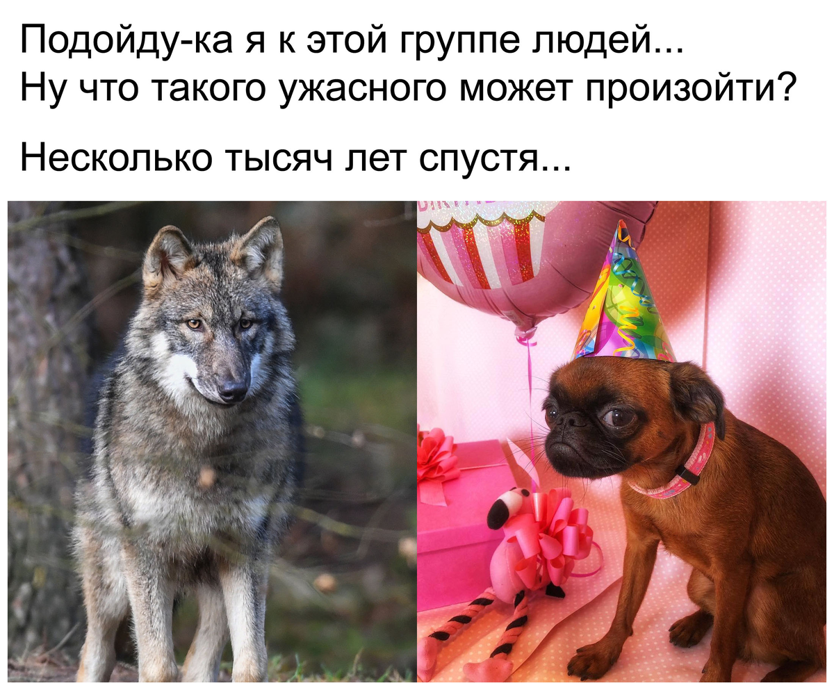 Тут не подходят не будут. Подойду к людям волк. Волк подойду к людям ничего не случится. Мем волк подойду к людям. Волк и собака Мем.