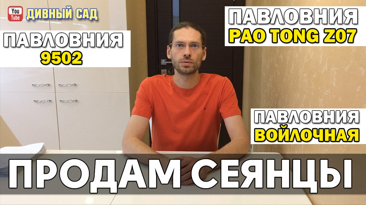 купить саженцы сеянцы Павловнии, супергибрид PAO TONG Z07 , Войлочная, гибрид 9502