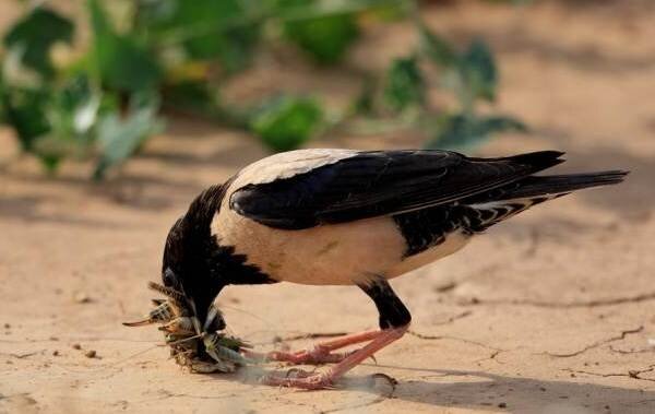 С саранчой только так...