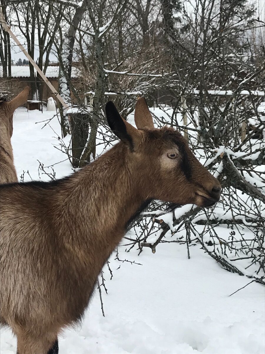 
Покупая коз я и представить себе не мог, что молоко от них может быть такое вкусное и полезное. Противники этого продукта убеждают в его бесполезности, а местами даже, вреде, и это не беря в расчёт запах. Да, запах присутствует, но это зависит исключительно от породы животного и условий его содержания! А вот то, что оно бесполезно я бы поспорил! Коза на столько привередлива в еде, что даже поедая траву она выбирает зелень с уникальными целебными свойствами, а о том что бы поднять упавший лист капусты с пола, не может быть и речи!
Вот и получается, что молоко козы обладает уникальными( среди молока животных) свойствами в силу своего богатого состава: 
1)в молоке Козы в больших количествах- кальций, калий, марганец, фосфор, железо, магний и другие микроэлементы.
2)Намного богаче состав витаминов А, С, В, PP и D, чем в молоке от коровы!
3)Наличие витамина В12!!! При нехватке этого элемента нарушается деление клеток костного мозга и способствует появлению эритроцитов в крови.
4)Небольшое присутствие альфа-фракций в казеине! Они-то и являются основными виновниками возникновения аллергии на молоко от коровы.
5)Высокая жирность за счет ненасыщенных кислот! Они нужны организму, в частности для снижения «плохого» холестерина.
6)Меньше лактозы (молочного сахара), чем в материнском молоке коровы!      Следовательно его можно пить детям с непереносимостью лактозы
В итоге, козье молоко для растущего, детского организма просто клад незаменимых витаминов, и микроэлементов, а также источник полезных жиров. Поэтому  мы всей семьей с удовольствием и пользой употребляем козье молоко в качестве дополнительного продукта!
Однако следует придерживаться рекомендуемых возрастных ограничений.
В следующей статье мы поговорим о пользе козьего молока конкретно для Мужского здоровья))! Будет интересно. 
Спасибо за внимание))
Кому эта информация была полезной и познавательной, ставьте 👍 и подписывайтесь на наш канал. 