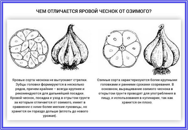 Как определить озимый чеснок от ярового фото Благоприятные дни для посадки чеснока в ноябре по Лунному календарю и технология