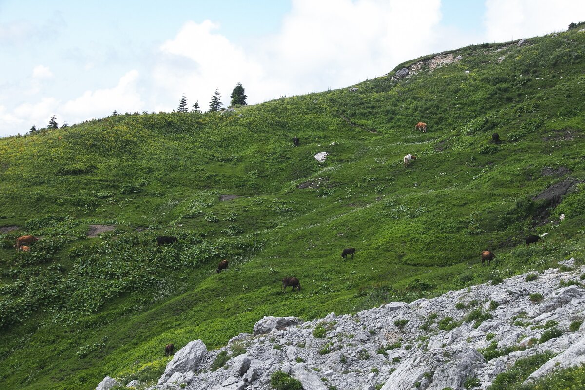 Коровы на склоне альпийского луга