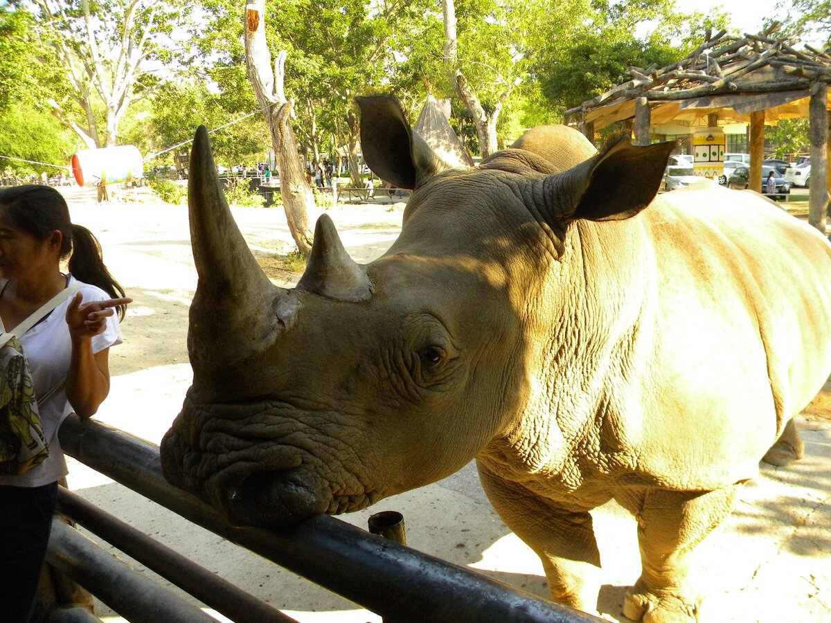 Я всё время думал: "Неужели носорог не в силах перепрыгнуть через этот барьер?"