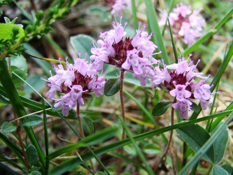 Чабрец — великолепный медонос, дающий нашим пчелкам много нектара, из которого они изготовляют ароматнейший и полезнейший мед. 