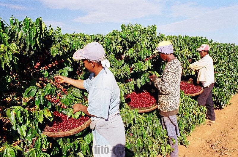 Сбор урожая кофе - Бразилия