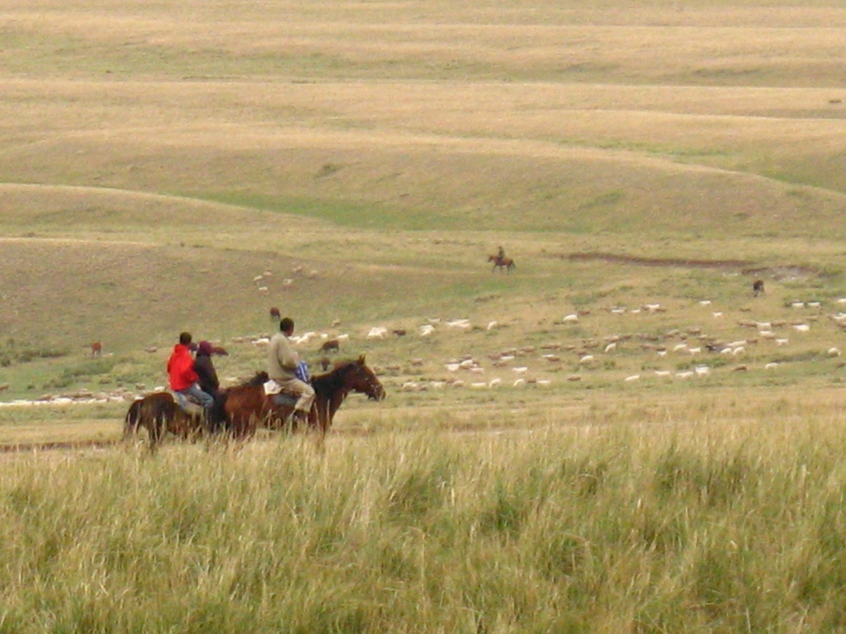 Казахстан, Джунгария: летние пастбища в горах - место работы пастушьих собак