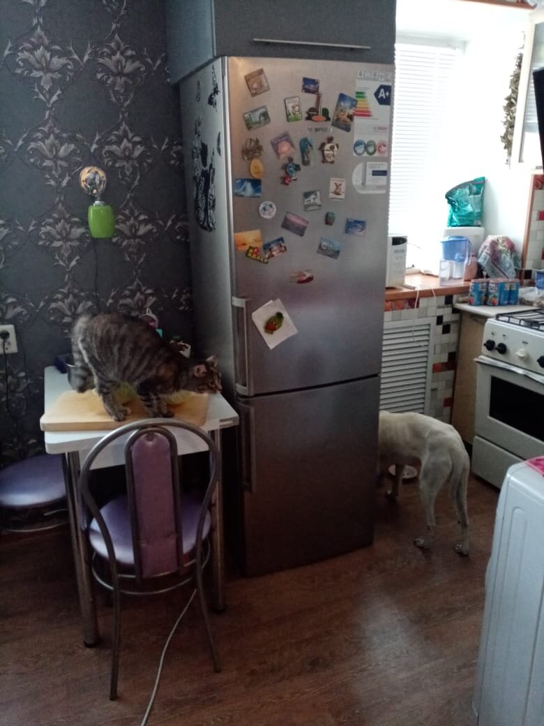 Первый день дома. Любимое место - кухня. Кошка в шоке.