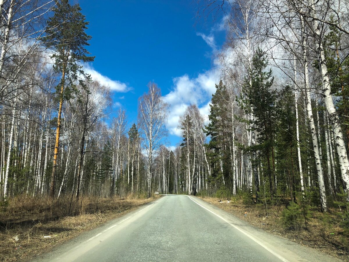 Леса вокруг Ганиной ямы