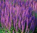 Целебная трава, которая содержит фитогормон. Трава продается в аптеке, заваривается по рецепту, указанному на упаковке. Пить по трети стакана два раза в день. Прием настоя начинается сразу после месячных, а заканчивается за пару дней до овуляции. Например, при цикле в 28 дней шалфей пьют до 12 дня. Помните, что его не стоит использовать при менструации.