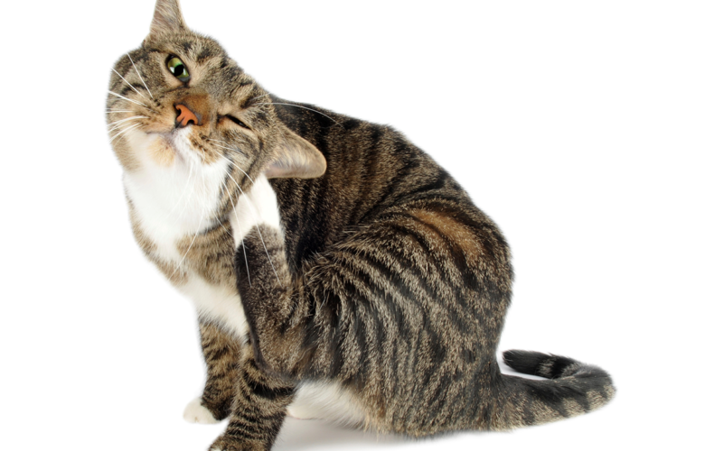 Блохи у кошек