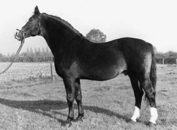 Источник фото сервис Яндекс.Картинки. Жеребец Фарн голштинской породы