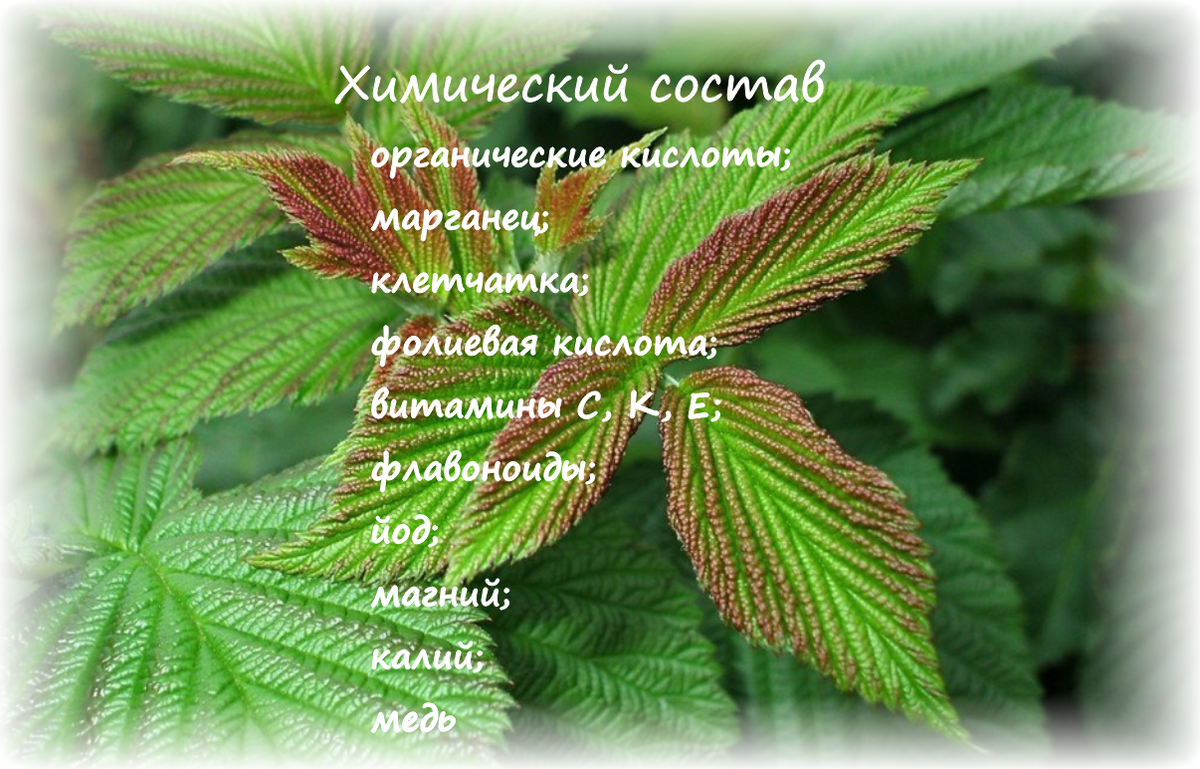 Химический состав листьев малины