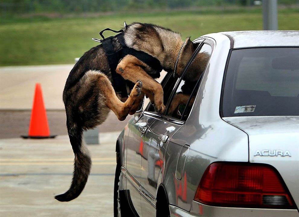 Почему там собака. Собака запрыгивает в машину. Животные в автомобиле. Автомобиль собака. Собака за рулем.