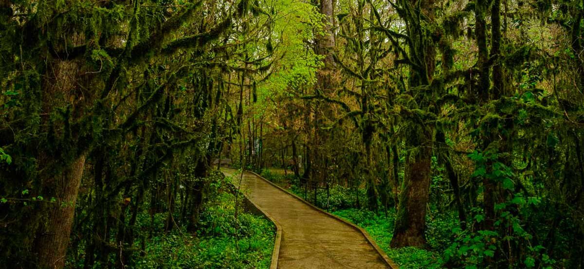 Экскурсия по колхидскому лесу фото с сайта double-travel.ru