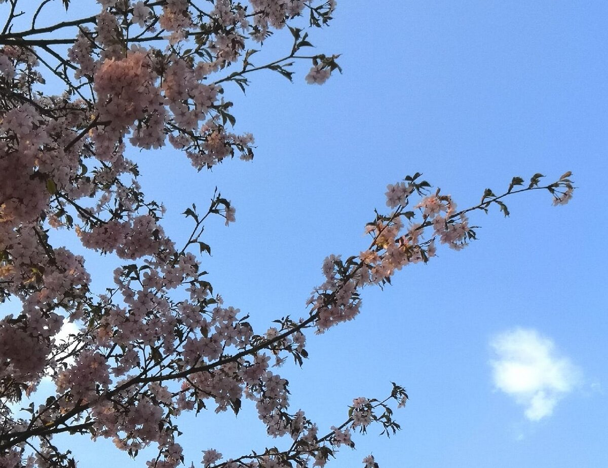 Eto ya сфотографировала: сакура цветет