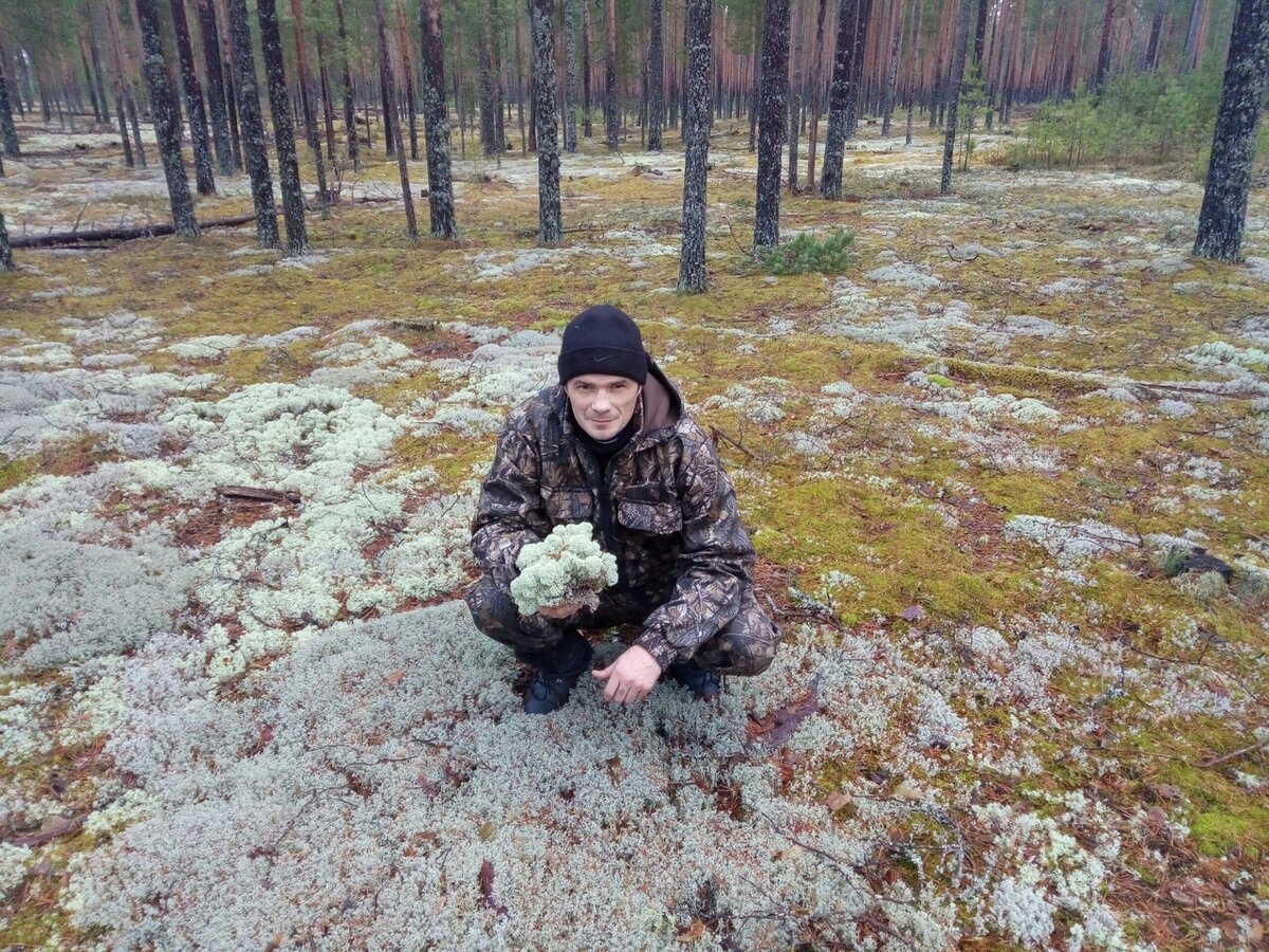 Это я собираю мох ягель