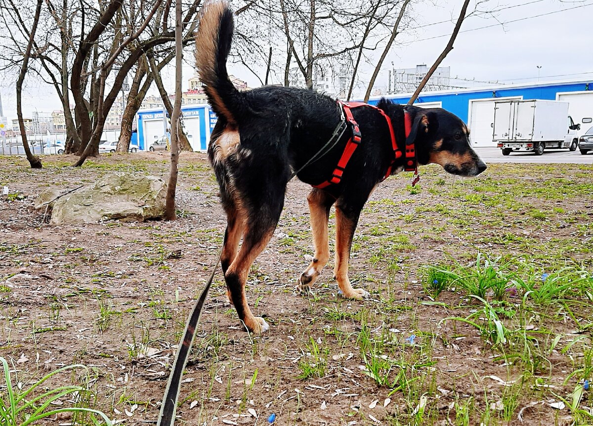 Макс на прогулке. Фото из личного архива.