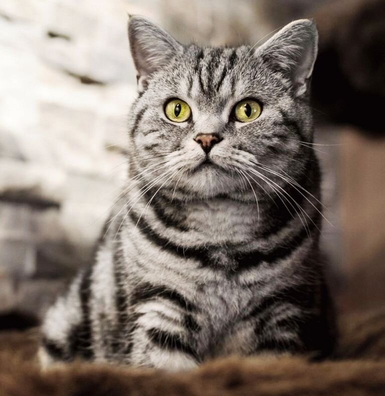 Каждый "британец" - незаурядная личность. Фото petadvisor.in.ua