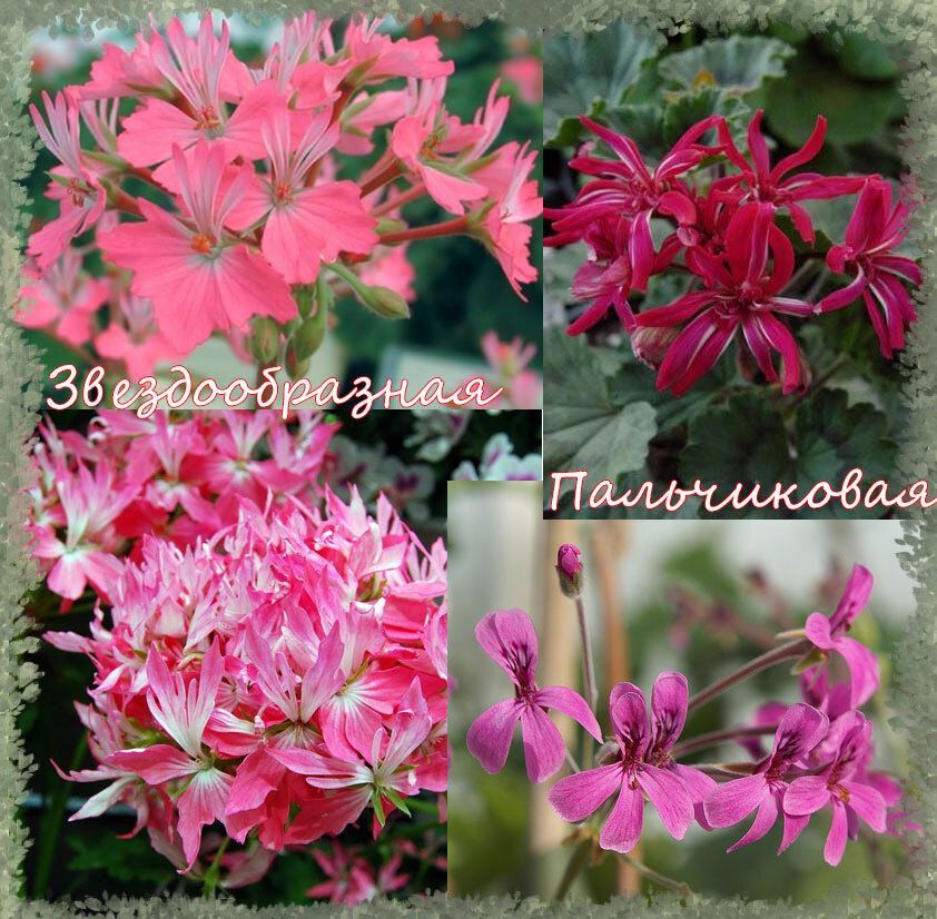 Миниатюрная звездообразная пеларгония 'Птичий танец'