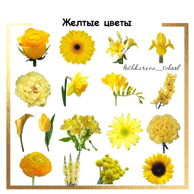 Желтые цветы которые дарят на 8. Название желтых цветов. Жёлтый цветок название. Желтые цветы виды. Жёлтые цветы и их названия.