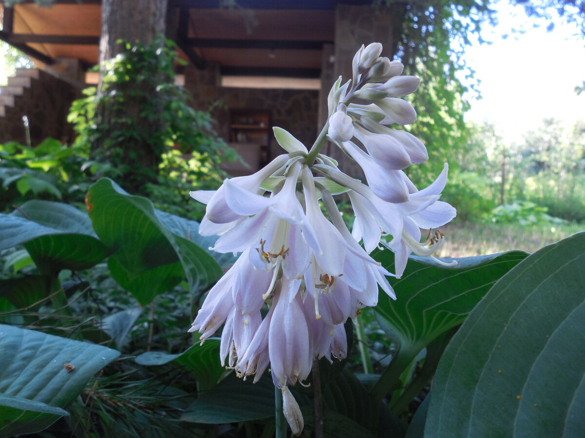 Хоста Зибольда цветение