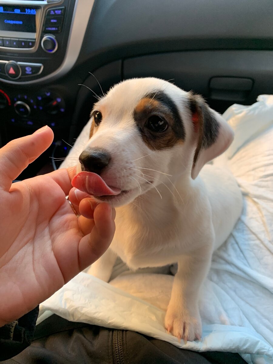 Первая поездка домой Джонни