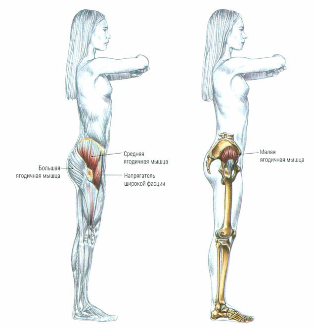 Ягодичная мускулатура
