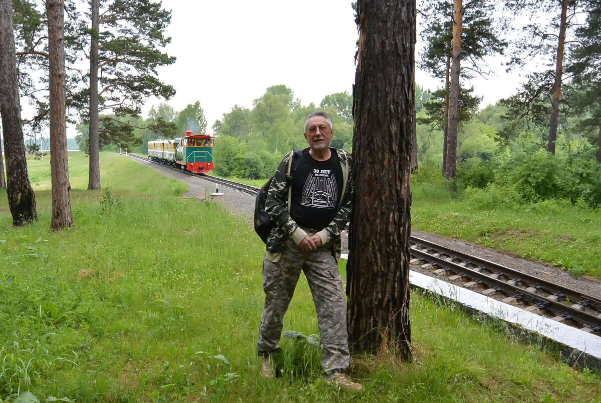 Утро в сосновом лесу