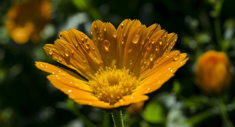 календула или ноготок