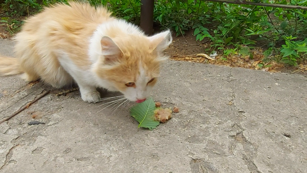 Кот, который ест КитКат