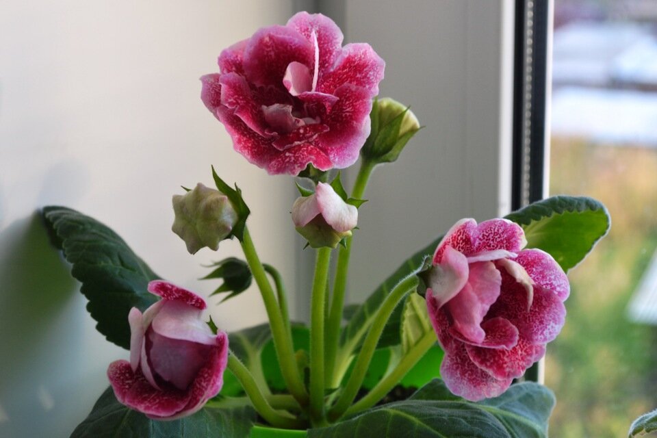 Глоксиния — на языке цветов означает "любовь с первого взгляда".