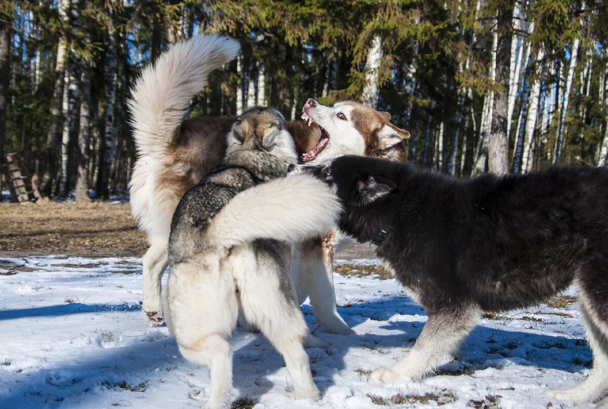 Это они играют, не дерутся. Драки в сто раз страшнее