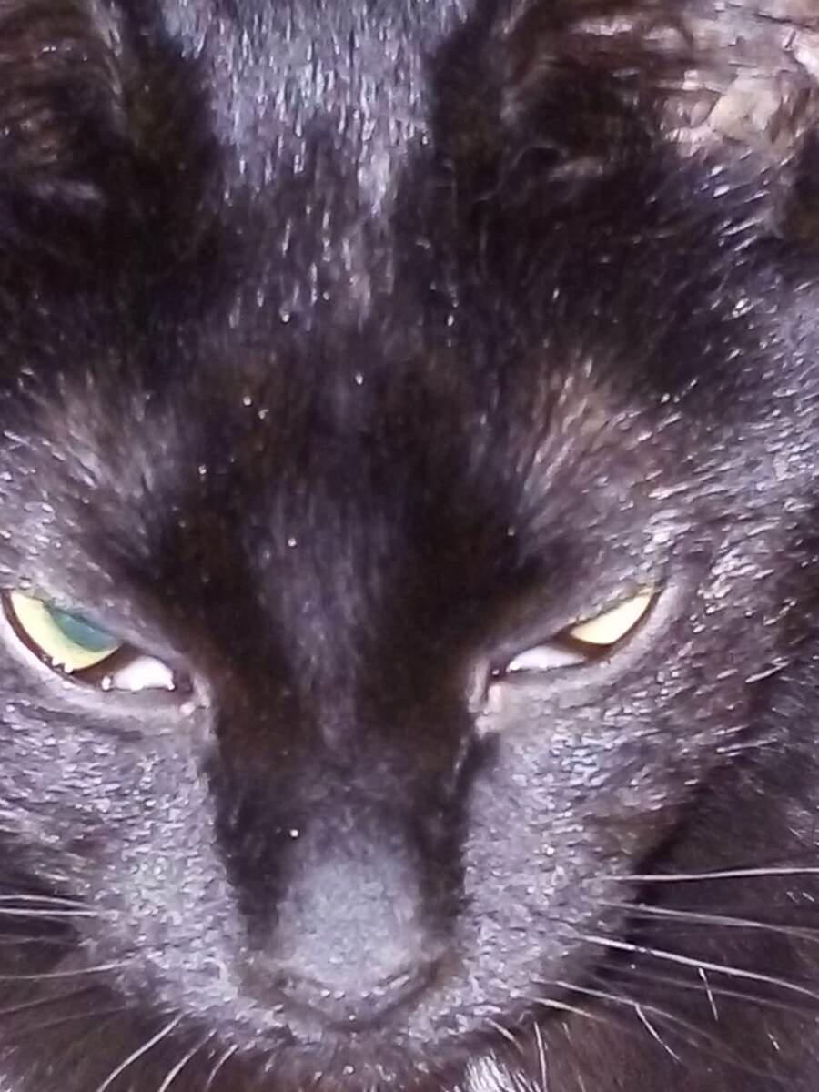 Кот Семён - это я.  Давайте дружить! Мяу!