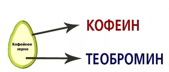 Состав кофейного зерна (фото взято из интернета).