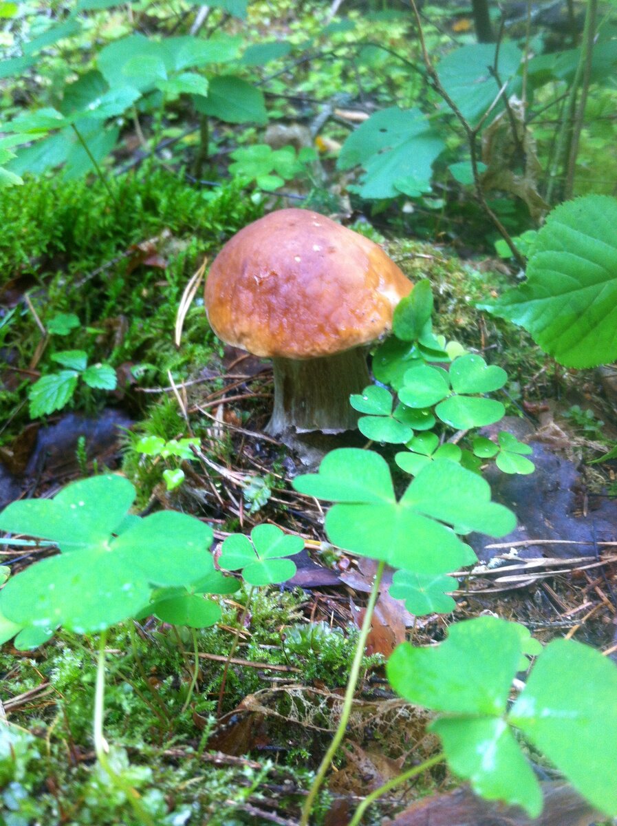 Красавчик в ожидании грибника