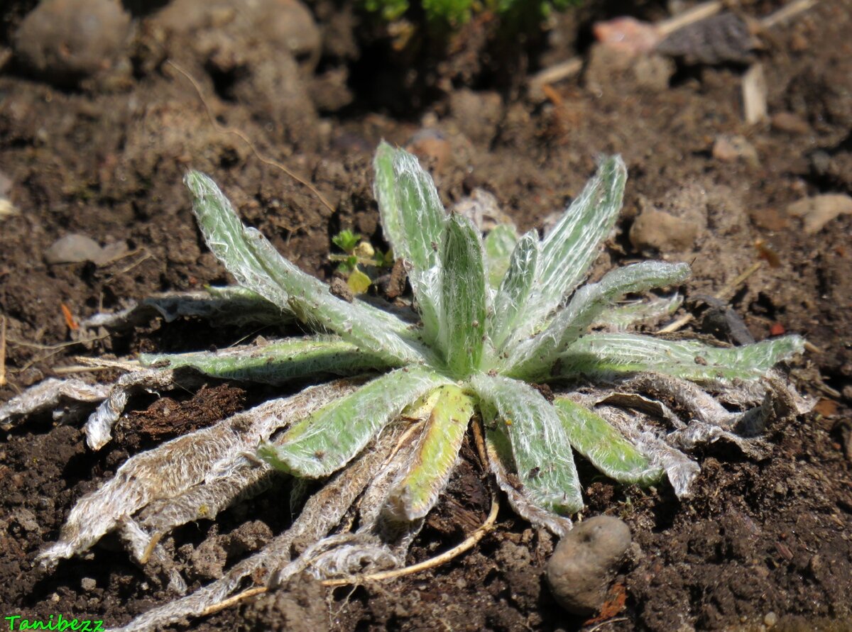 Подорожник снежный / Plantago nivalis