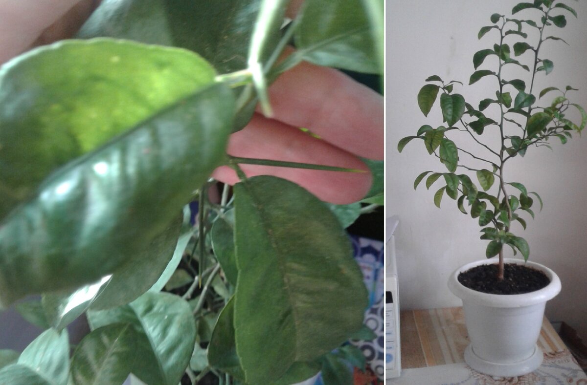 Вот такие большие иголки у турецкого мандарина