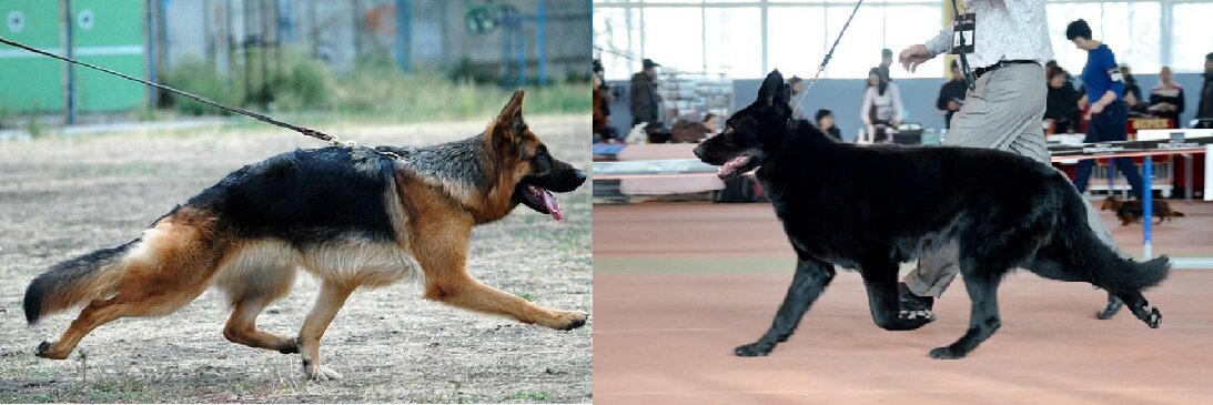 Слева - НО, справа - ВЕО. Видно, что НО бежит рысью с так называемым "перехлестом" - когда задние ноги выносятся за передние. Это может быть недостатком движений, но, в случае быстрой летящей рыси, когда существует момент отрыва от земли всех четырех конечностей, это норма.