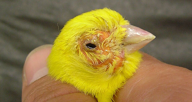 Парша у канареек