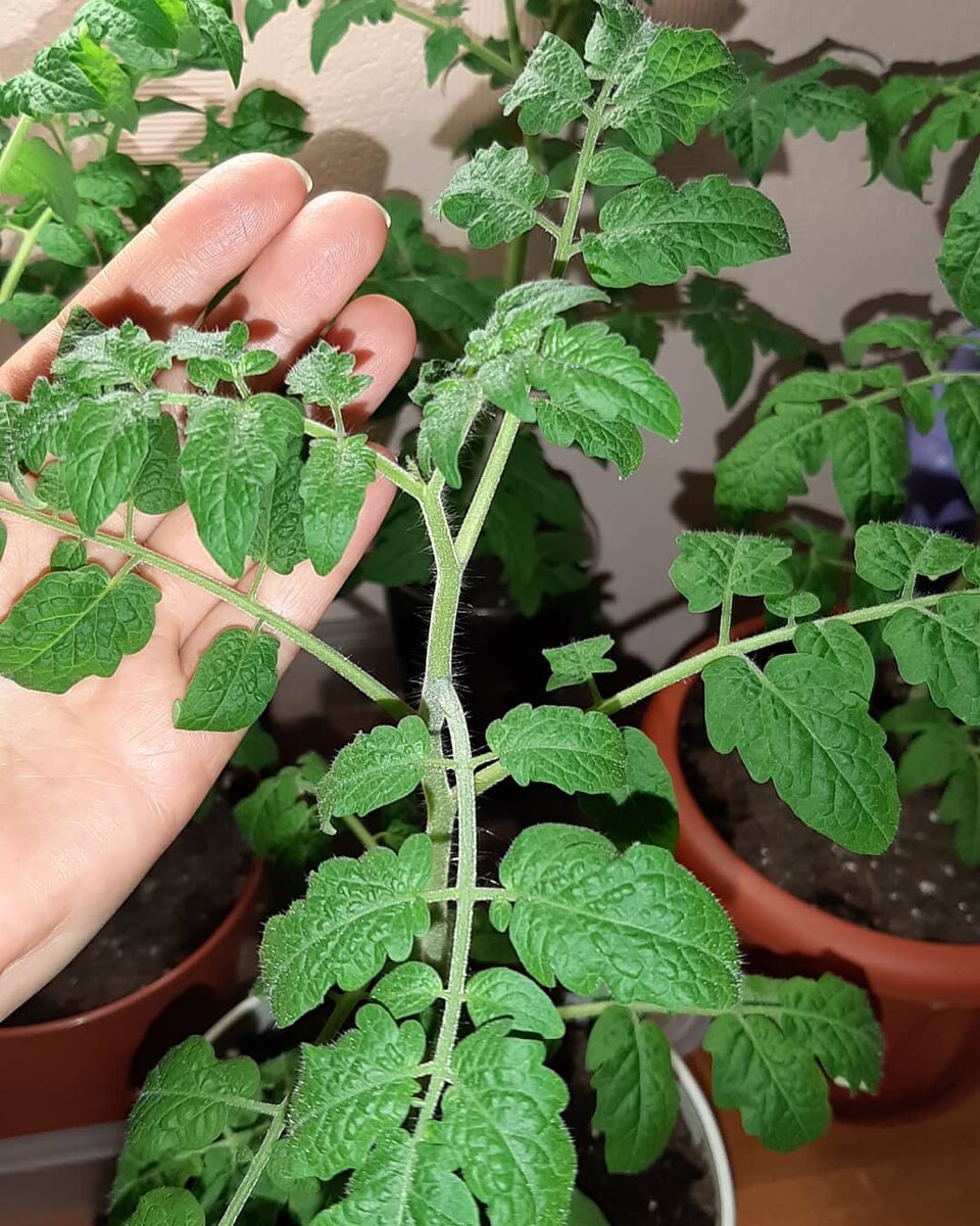 Моя богатырская рассада томатов (фото автора)