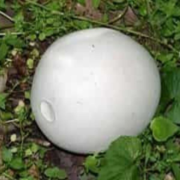 Головач гигантский, Calvatia gigantea