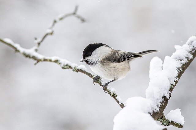Зачем нужны птицы в зимнем саду и чем их кормить
