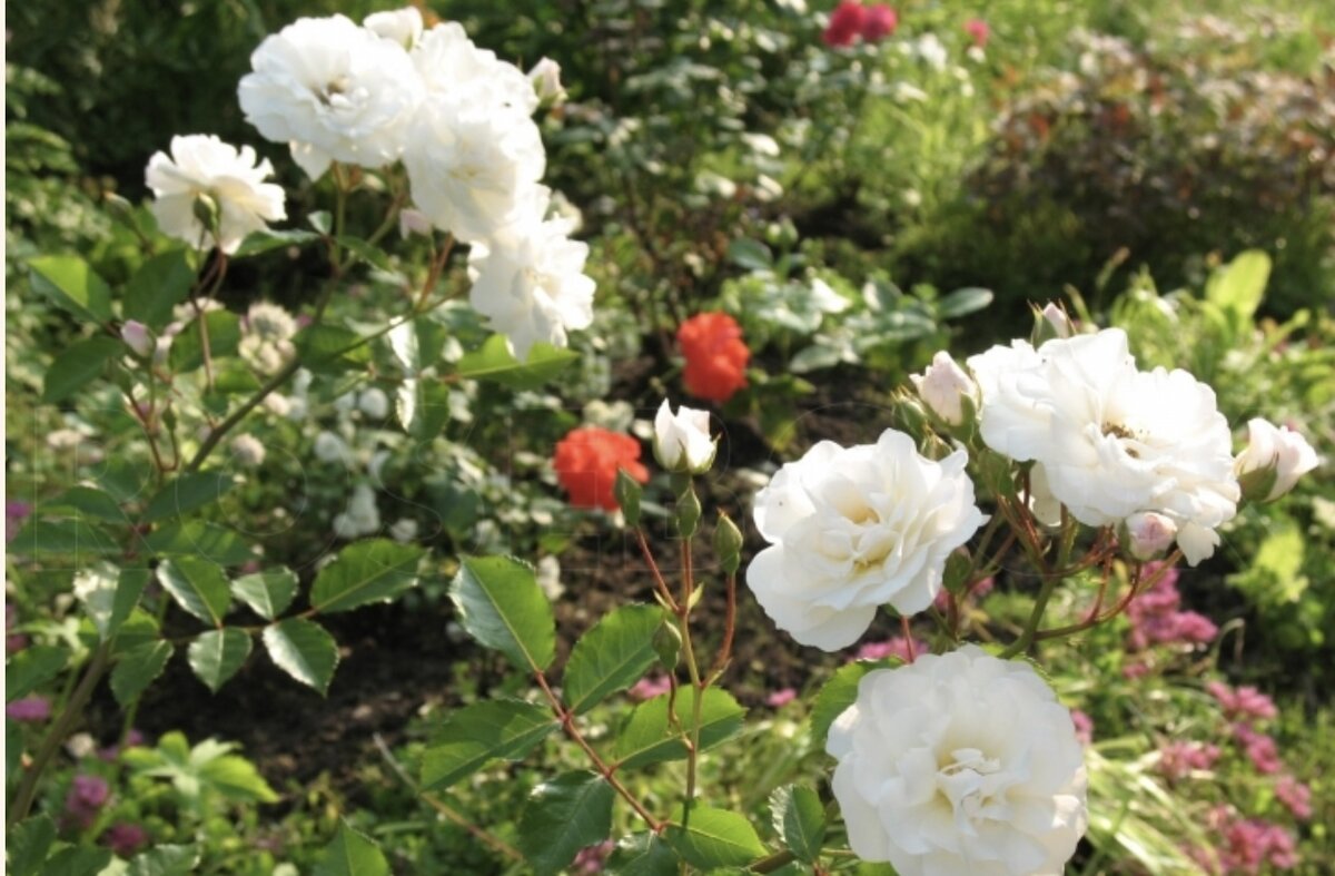 Ave Maria- . «родных» фотографий не смогла найти, поэтому выложила прекрасную фотографию с rosebook.ru от пользователя rozolub